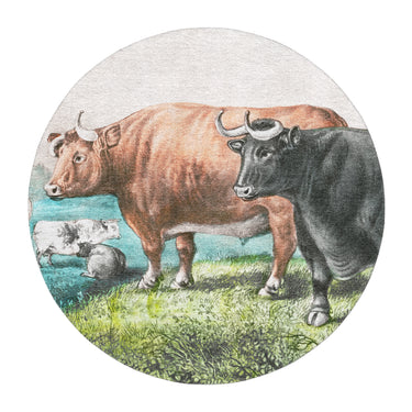 Prize Fat Cattle in round-5ft Size